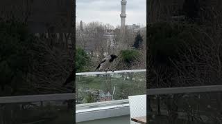 Crow #istanbul #shorts #turkey