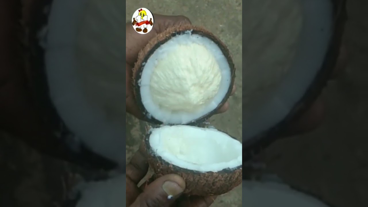 Coconut Embryo Almost 11 YouTube