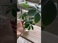 水に挿すだけで発根する植物たち(フルバージョンはYouTubeにて)