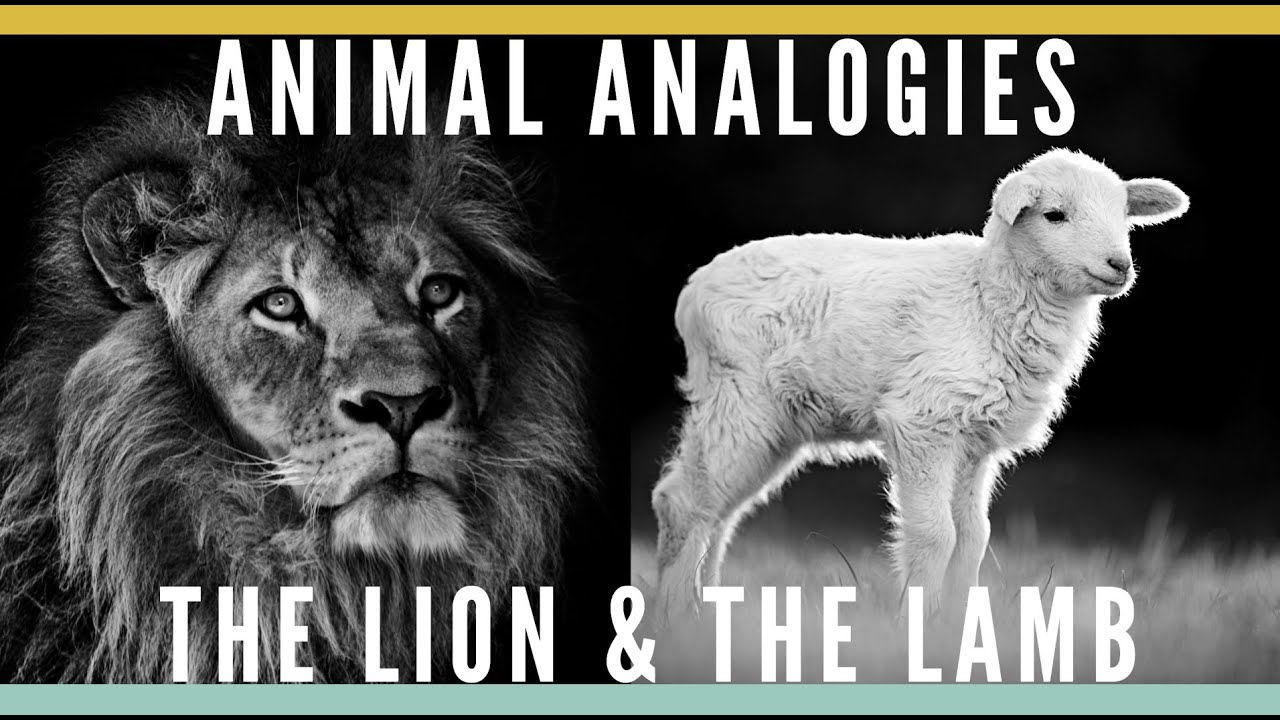 animal-analogies-what-does-jesus-as-the-lion-and-and-the-lamb-mean