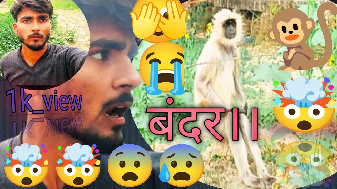 🐒🤯Monkey bandarmonkeybandar monkeyvideoBandar