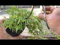 織姫もみじ？の春の追い込み剪定【YMJ】 #盆栽 #bonsai