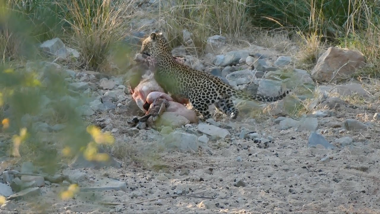 Leopard Takes Back Its Meal From A Hyena