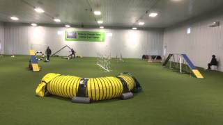 Finger Lakes Afghan Hound Kennel Club