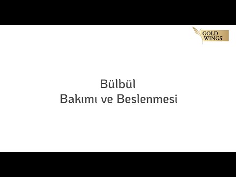 Bülbül bakımı ve beslenmesi