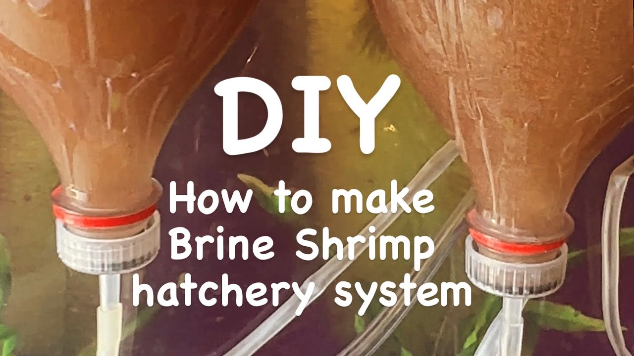 DIY how to make Brine Shrimp Hatchery system #brineshrimp  #brineshrimphatchery #artemia #hatchery 