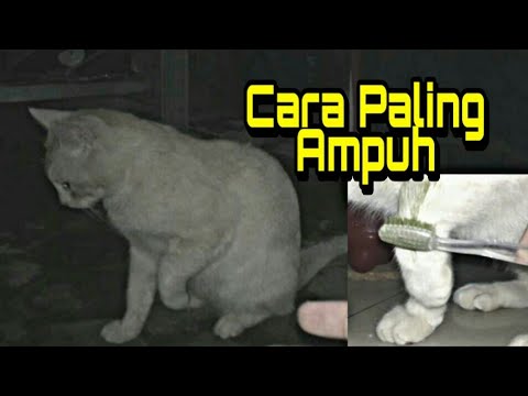 Cara AMPUH mengobati kaki kucing PINCANG (Bengkak) Part2 - YouTube