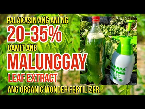 Powerful Benefits of Moringa Leaf Extract |How to Make Moringa Extract | #EffectiveOrganicFertilizer