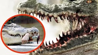 10 Most Aggressive Animals in the World !