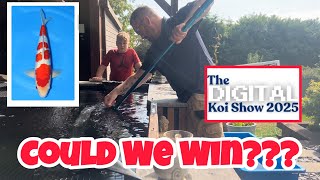 Download Lagu GET INVOLVED! The UKs FIRST online koi show. Will we WIN anything? MP3 Download Lagu GET INVOLVED! The UKs FIRST online koi show. Will we WIN anything? MP3