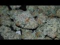 Purple Cookies Marijuana Strain Review - YouTube