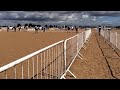 Harley - Equine Sports UK Grassroots Championships