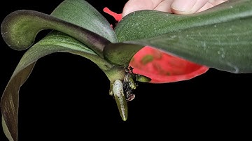 Cách phục hồi cây lan yếu và trồng lại. How to restore weak orchids and replant them.