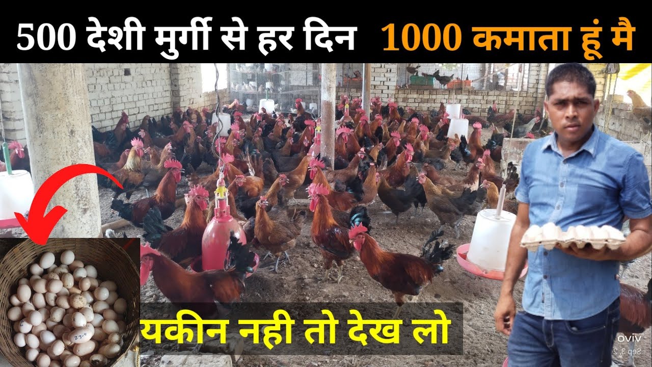 सिर्फ 500 देशी मुर्गी से हर दिन 1000 कमाता हूं free ranj deshi poultry farm #deshimurgipalan