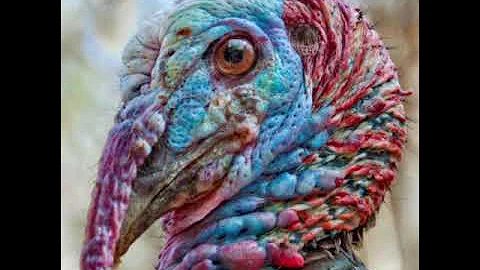 #turkeylvesmatte...