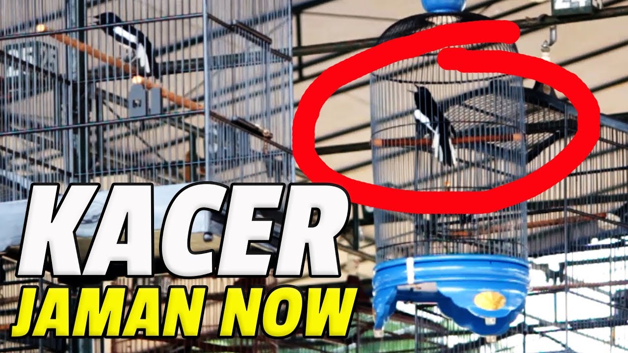 Piala Pangarmabar Semua Mata Tertuju Pada Kacer Jaman Now Dalam