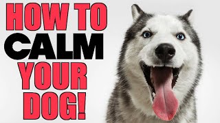 3 Secret Ways To Calm Your Husky Down!!! by Sixty Formula 17,311 views 1 year ago 9 minutes, 12 seconds