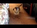 Screaming Pug; Megan