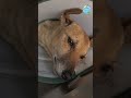 From Street to Shelter: How We Manage 700+ Rescue Dogs Daily