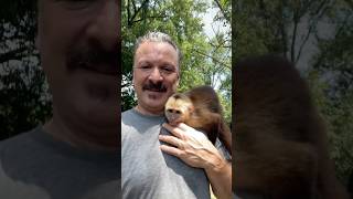 Capuchin monkeys are often compared to 4-year-old children in their problem-solving abilities. @Zanesworld