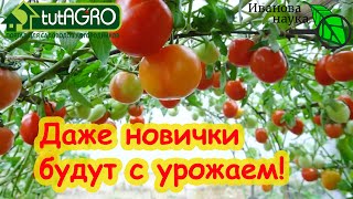5 НАДЕЖНЫХ СОРТОВ ТОМАТОВ, которые ВСЕГДА дают урожай. Самые адаптивные сорта помидоров для вас!