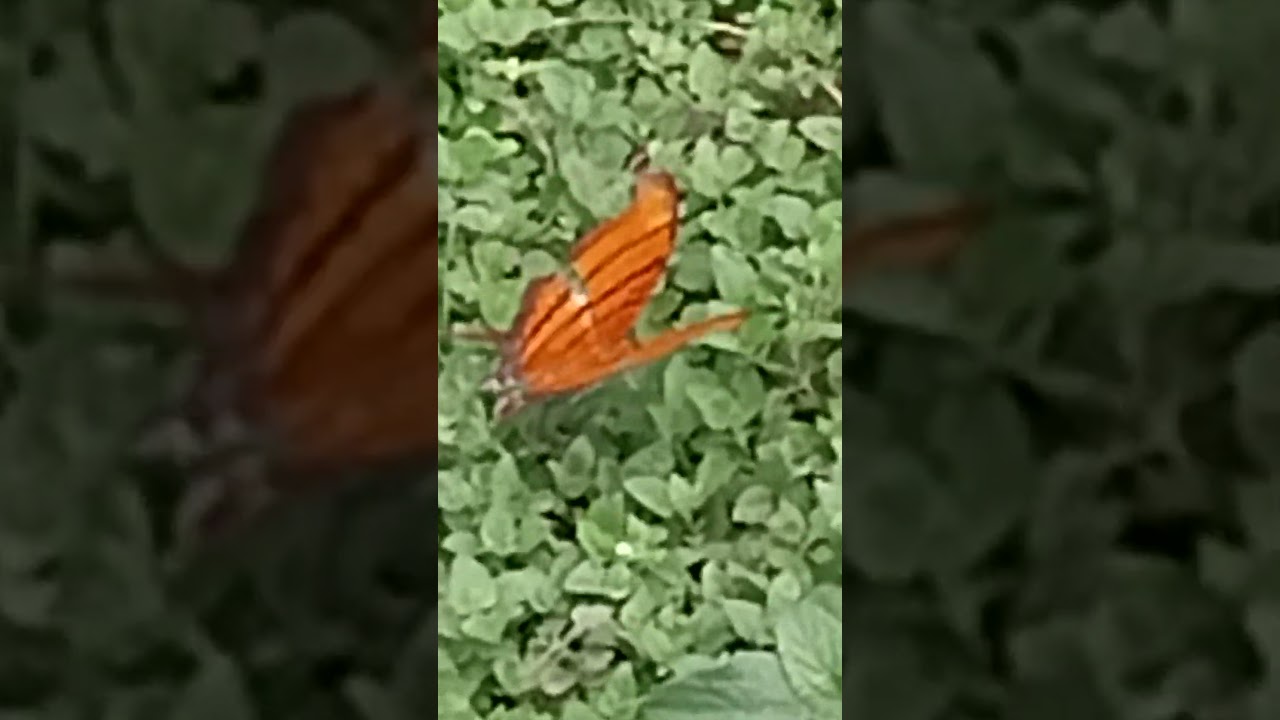 I love the RAREST MOMENTS OF NATURE. THIS RARE BUTTERFLY RUDDY DAGGERWING  SHOWING OFF in my yard