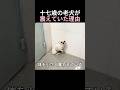 十七歳の老犬が震えていた理由