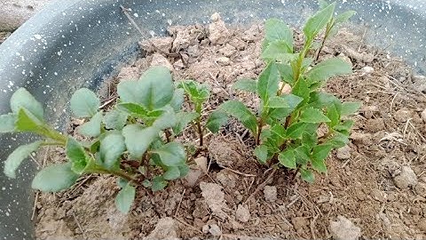 Trồng Hoa Thược Dược Từ Củ Và Trồng Từ Cây Có Gì Khác Nhau [ Dahlias ]