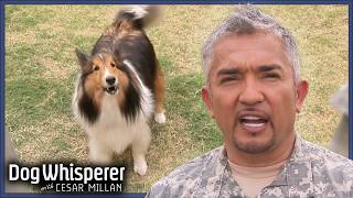 This Dog Is Barking At EVERYTHING! | Dog Whisperer With Cesar Millan