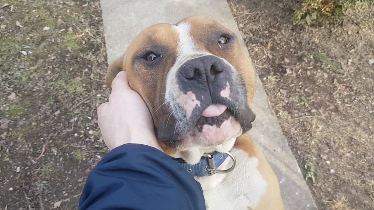 American staffordshire terrier aggressive dog 😂 YouTube