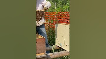 Who doesn’t like free bees? Transferring caught swarm into new hive body @fishingforbees