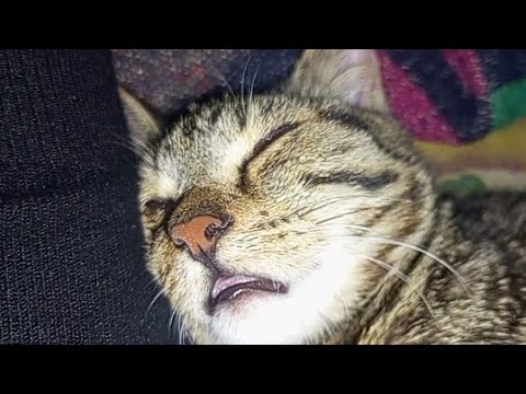 after causing a ruckus cute tabby cat falls asleep and start snoring 😴 ...
