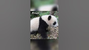 The Secrets Of Pandas’ Tails | iPanda #Shorts