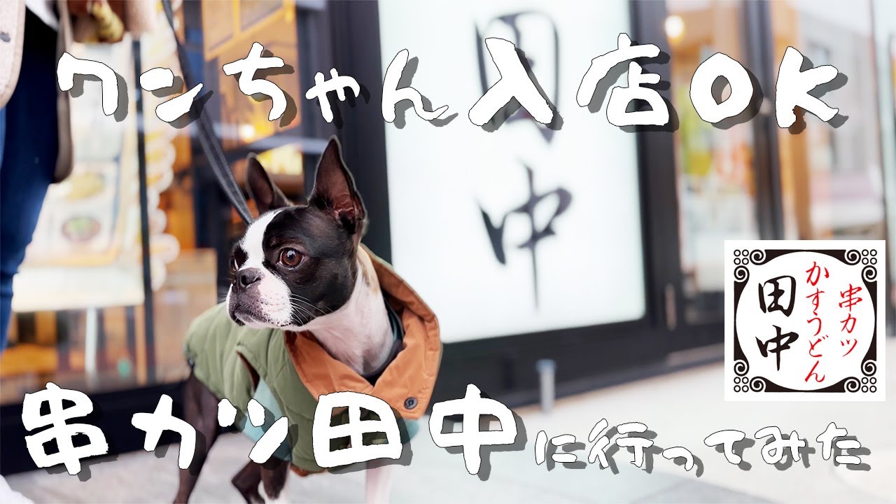 ボストンテリア】串カツ田中が犬入店OKってみんな知ってた？ - YouTube