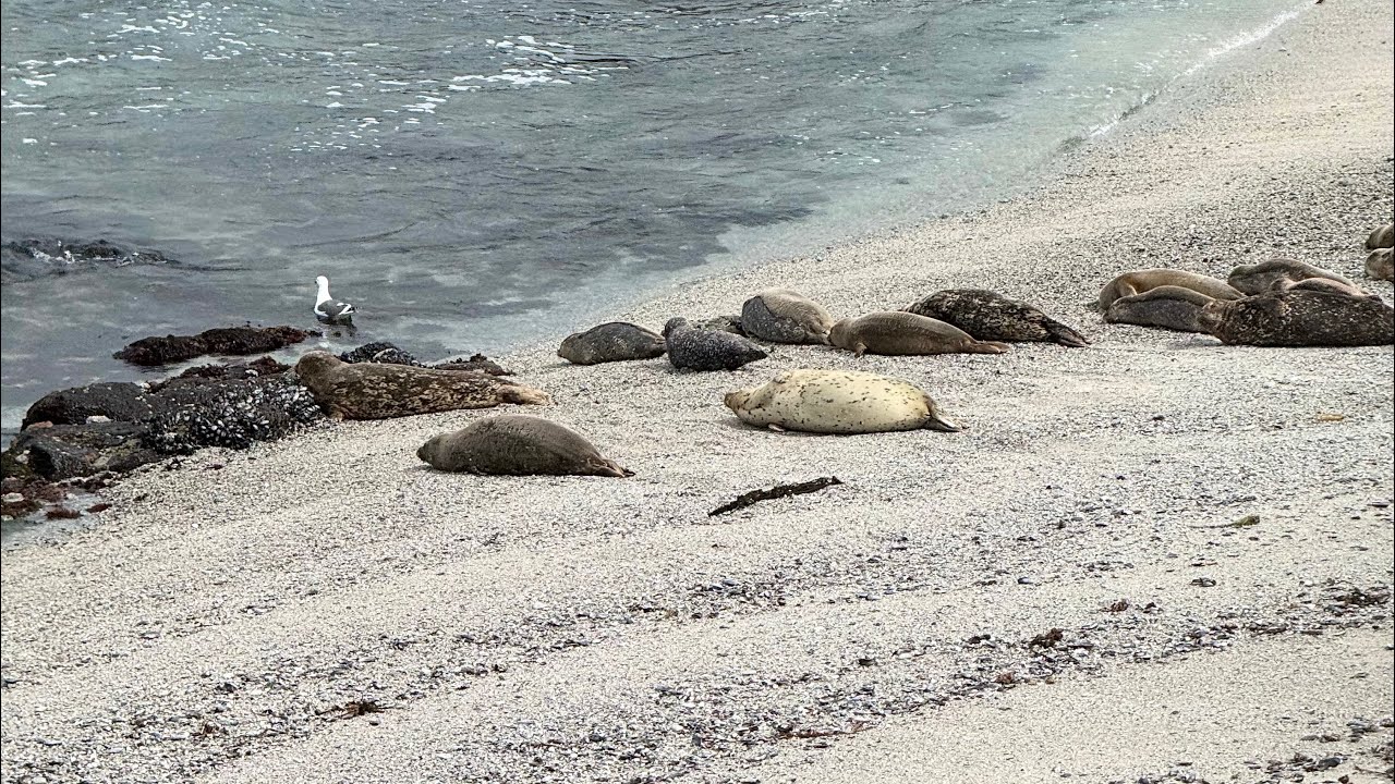 One Hour of Harbor Seals Laying on the Beach
