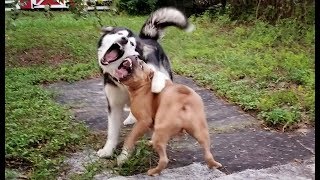 110Lb Alaskan Malamute Vs 80Lb Pitbully