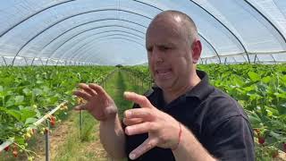 : Gardening With Ken - 10-Acres of Strawberries at Wilkin & Son, Tiptree