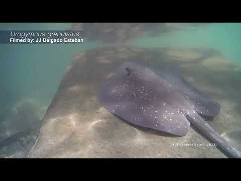 Evidence of sound production in stingrays