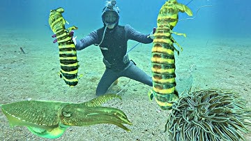 Phát Hiện Hai Con TÔM TÍCH Khủng Mực Nang Cá Ngựa Bạch Tuộc Hai Da Lặn Biển Điểm Tàu | P 765