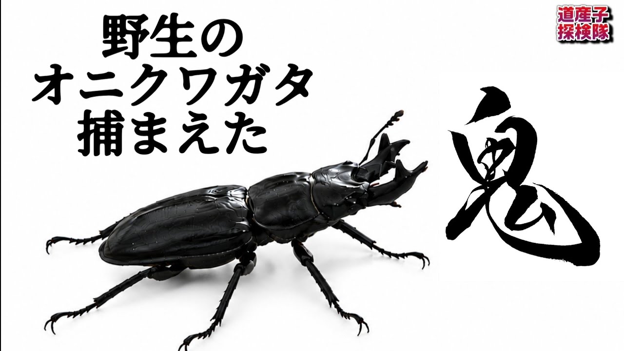 幻の激レアクワガタを捕まえに行く - YouTube