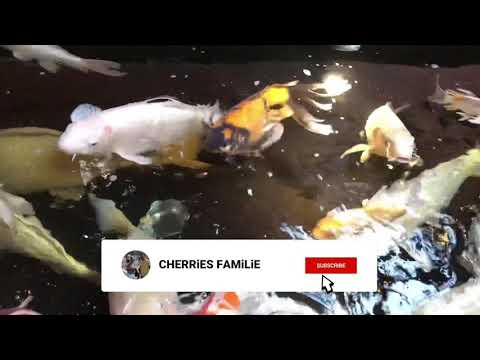 Video: Faktai Apie Koi Fish