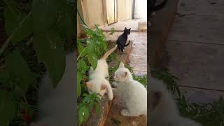 oscar & nayla the white siamese kittens #fypシ  #cats #cat #catlover #mycat #pet #straypets #funny