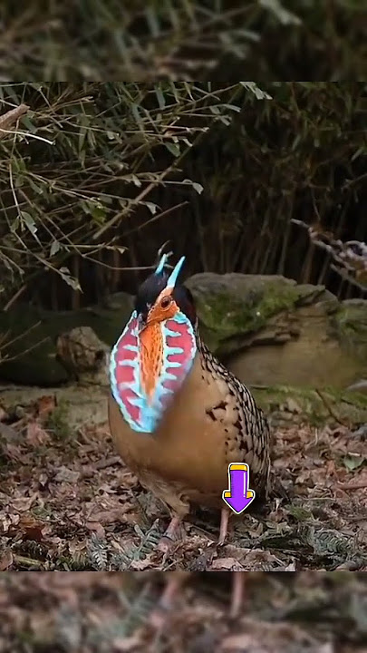 🔴BURUNG UNIK‼️👍🏻💥💥💥#burungkicau#videoshort @KEBUMENNKICAU99