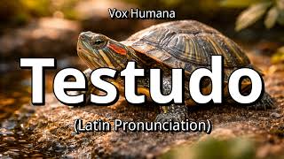 👉 How To Say "Turtle" in Latin | "Testudo" (Pronunciation)