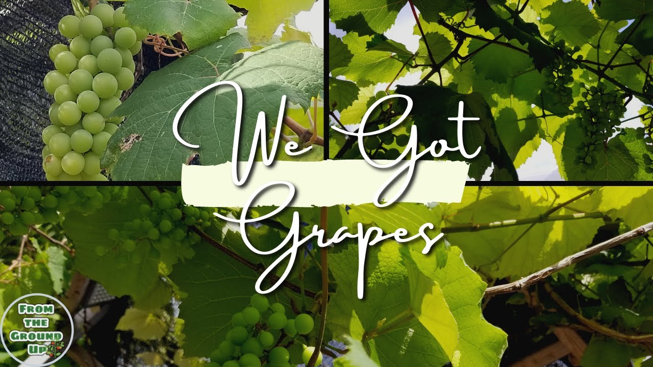 We Got Grapes Zone 10b Backyard Gardening YouTube