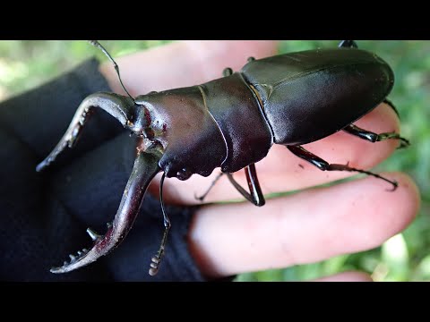 これは普通に自己ギネスの巨大水牛ノコギリクワガタ - YouTube