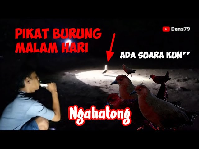 Ngahatong || pikat burung tikusan malam hari dipedesaan Bogor barat class=