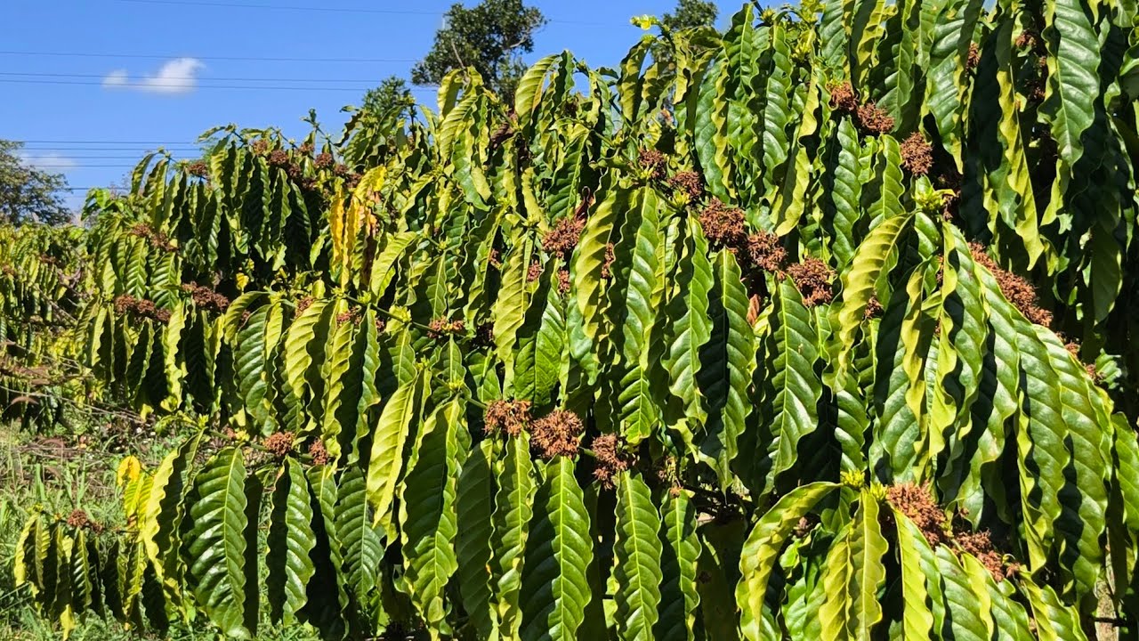 Tưới rí, tưới nhỏ giọt, tưới súng cách nào giúp cây trổ hoa hoàn hảo hơn 