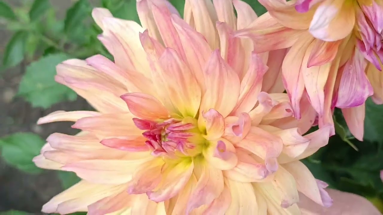 Рясно квітучі троянди ?//Як це зробити?/// 