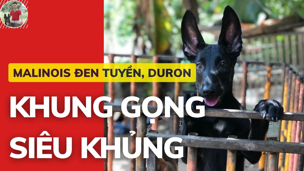 Chó Becgie Bỉ Đen Tuyền - Duron Khung Gọng Siêu Khủng... - youtube